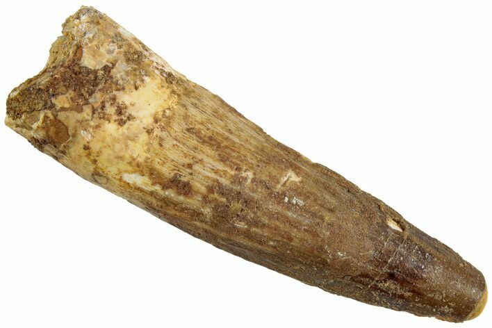 Fossil Spinosaurus Tooth - Real Dinosaur Tooth #230705